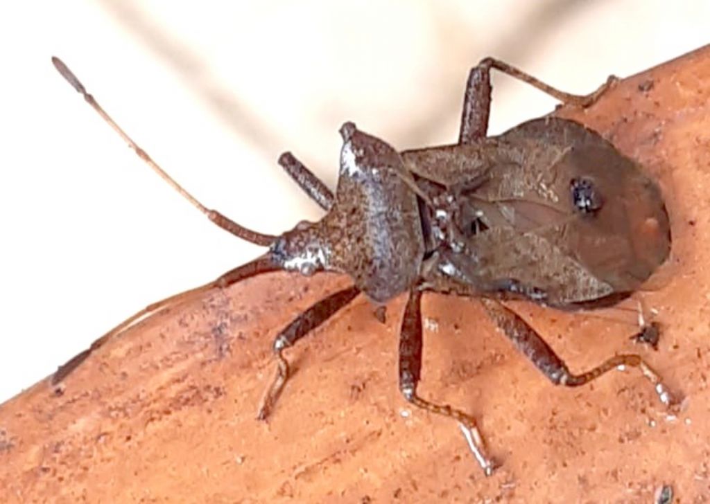 Coreidae: Coreus marginatus